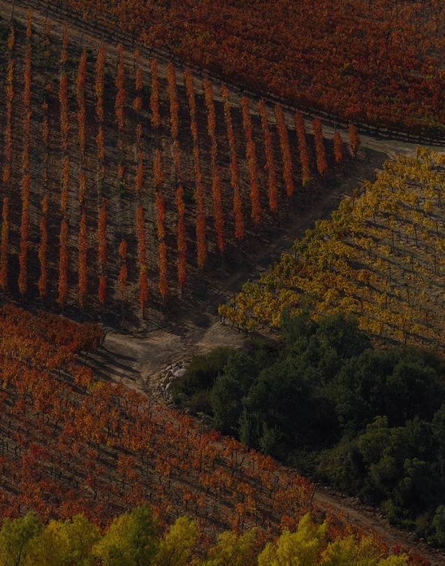 grid image